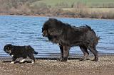 DOGUE DU TIBET 137